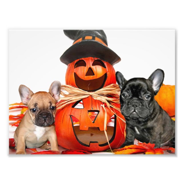 Halloween French Bulldogs Photo Print (Front)