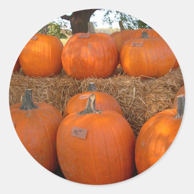 Halloween Pumpkins Classic Round Sticker (Front)