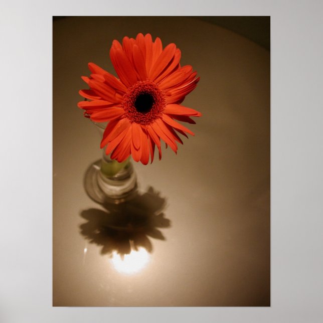 Halo Daisy Poster (Front)