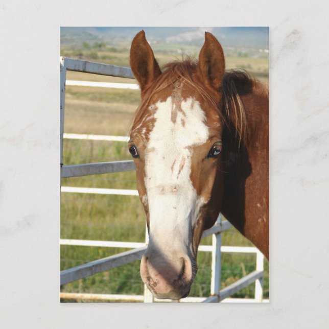 Halter Free Postcard (Front)