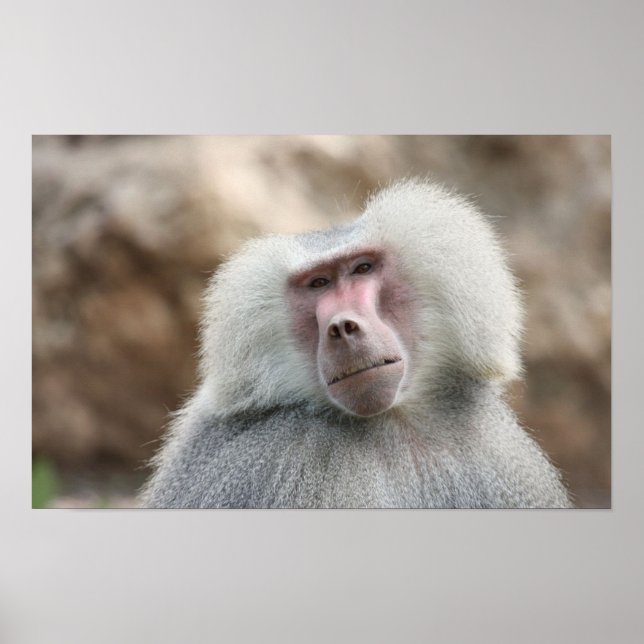 Hamadryas Baboon Monkey Poster (Front)