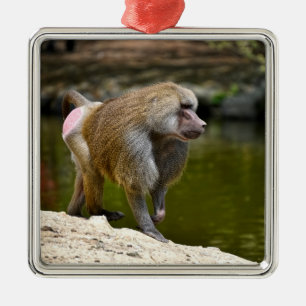 Hamadryas baboon walking on ground metal tree decoration