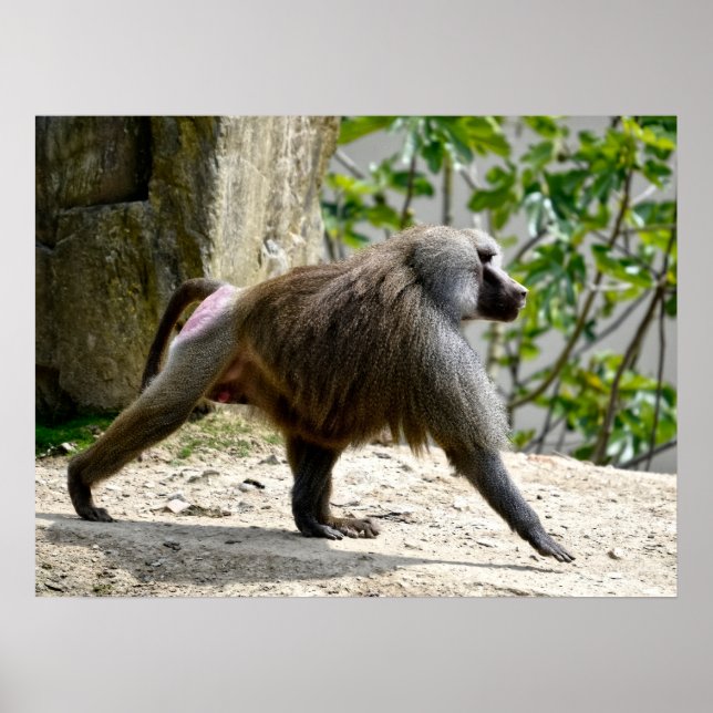 Hamadryas baboon walking on ground  poster (Front)