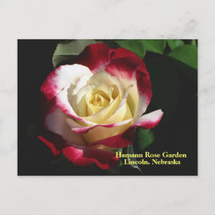 Hamann Rose Garden Double Delight Rose #190n  019 Postcard