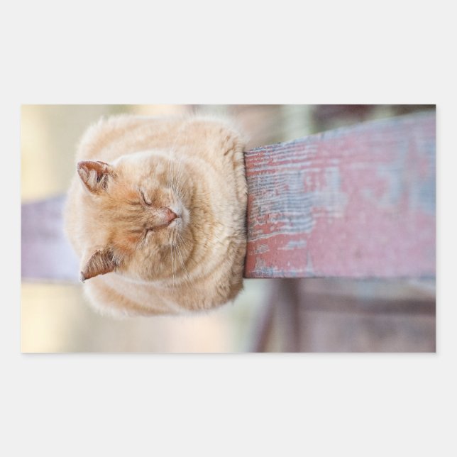 HAMbWG - Rectangle Sticker - Cat Sleeping on Rail (Front)