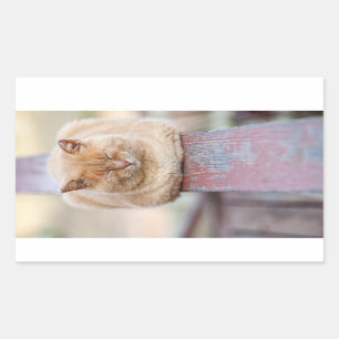 HAMbWG - Rectangle Sticker - Cat Sleeping on Rail