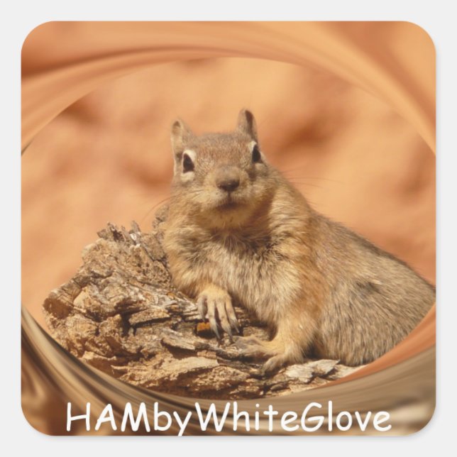 HAMbyWG - Stickers - Squirrel in Swirrel Logo (Front)