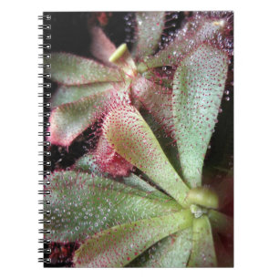 Hamilton's Sundew Plant Photo Spiral Notebook