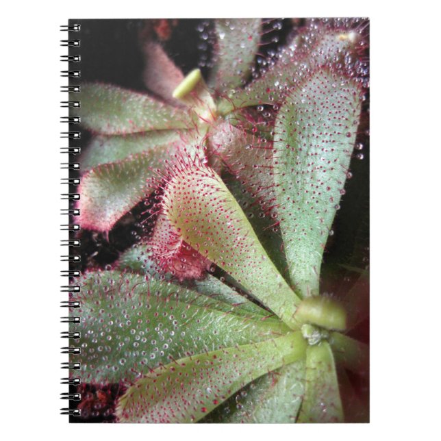 Hamilton's Sundew Plant Photo Spiral Notebook (Front)
