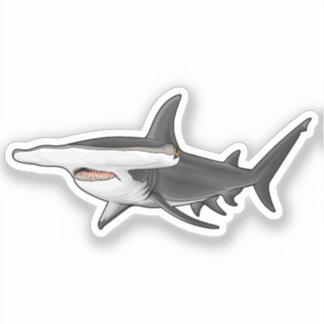 Hammerhead Shark
