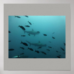 Hammerhead Shark Fish Swim Grey Grey Guy Gal Poster