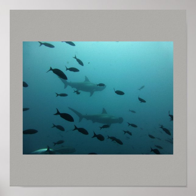 Hammerhead Shark Fish Swim Grey Grey Guy Gal Poster (Front)