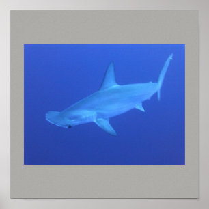Hammerhead Shark Fish Swim Grey Grey Guy Gal Poster