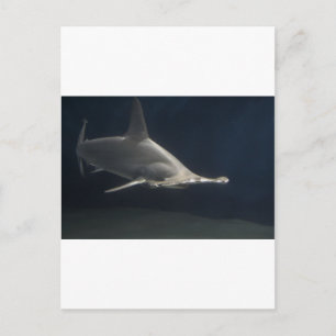 Hammerhead Shark Postcard