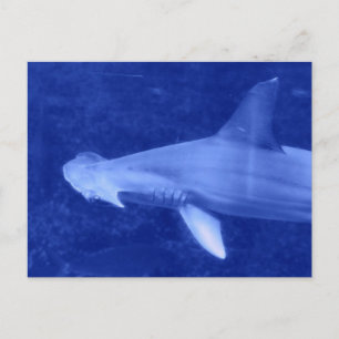 Hammerhead Shark Postcard