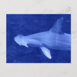 Hammerhead Shark Postcard