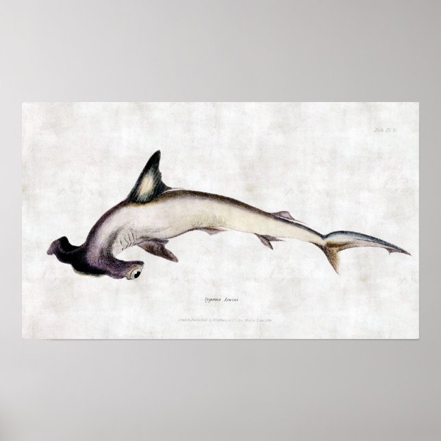 Hammerhead Shark Poster (Front)
