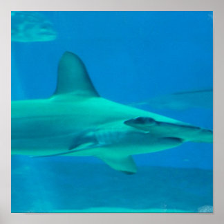 Hammerhead Shark Underwater Poster