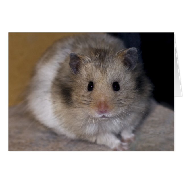 Hammie Card (Front Horizontal)