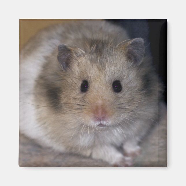 Hammie Magnet (Front)