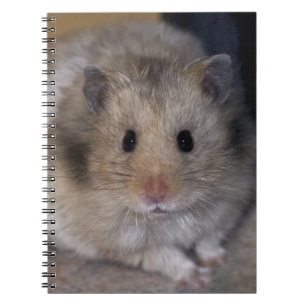 Hammie Notebook