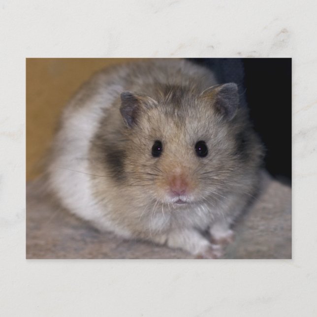 Hammie Postcard (Front)