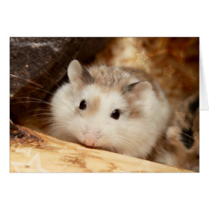 Hammyville - Cute Hamster