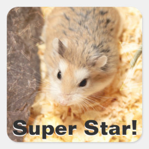 Hammyville - Cute Hamster Square Sticker