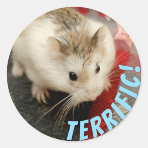 Hammyville - Cute Hamster Terrific Classic Round Sticker