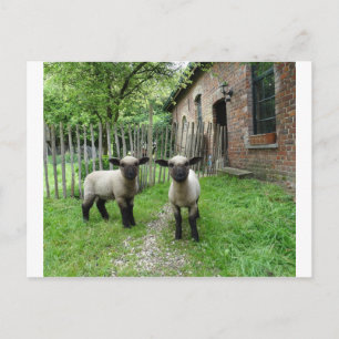 Hampshire Down lambs postcard