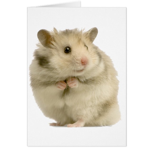 Hamster (Front)