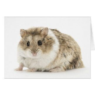 Hamster Card