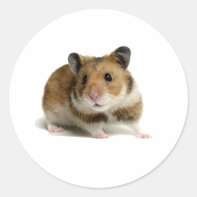 Hamster Classic Round Sticker (Front)