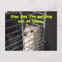 Hamster Escape Postcard
