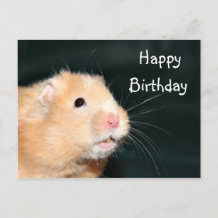 Hamster Happy Birthday Postcard