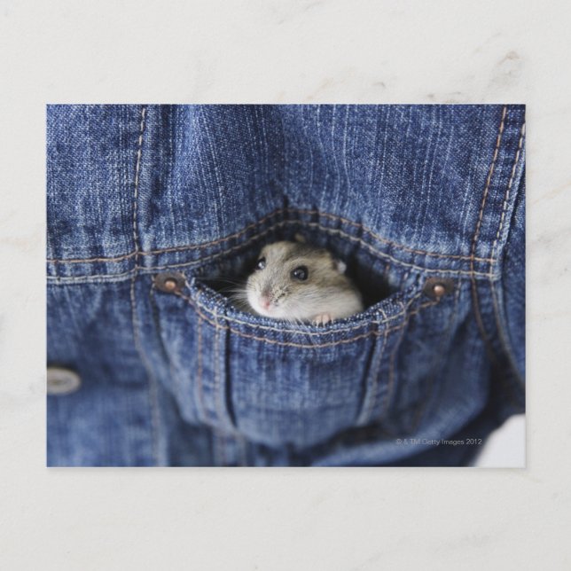 Hamster in pocket postcard (Front)