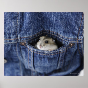 Hamster in pocket poster