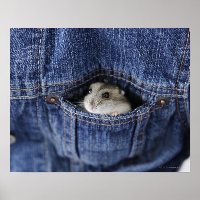 Hamster in pocket poster (Front)