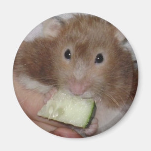 hamster magnet