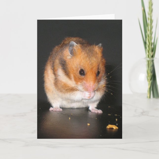 Hamster notecard (Front)