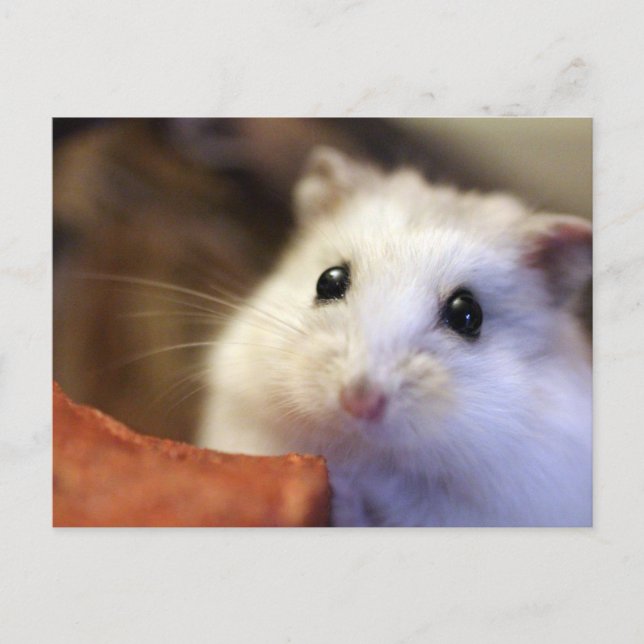 Hamster Postcard (Front)