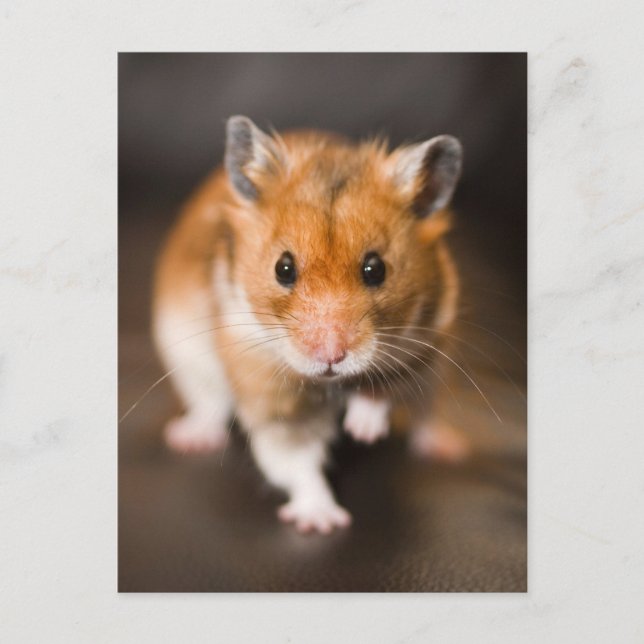 Hamster Postcard (Front)
