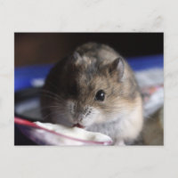 Hamster Postcard