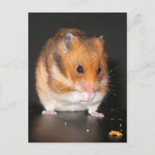 Hamster Postcards