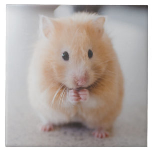 hamster tile