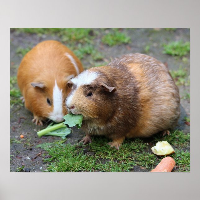 Hamsters Poster (Front)