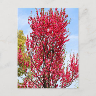 Hana Peach Postcard