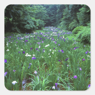 Hana Shobu (Japanese Water Iris), Meiji Shrine, Square Sticker
