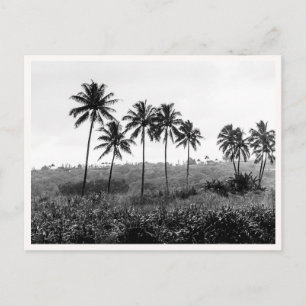 Hanalei Princeville Kauai Hawaii Black & White Postcard