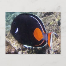 Hanauma Bay - Achilles Tang Fish